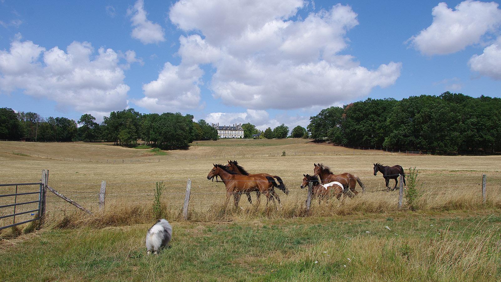 Allier ist Pferdeland - auch am Château Ygrande. Foto: Martina Pohl-Elser