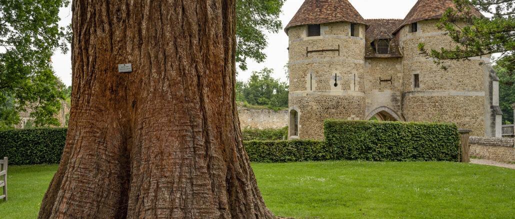 Das Schloss von Harcourt liegt inmitten eines uralten Arboretums. Foto: Hilke Maunder