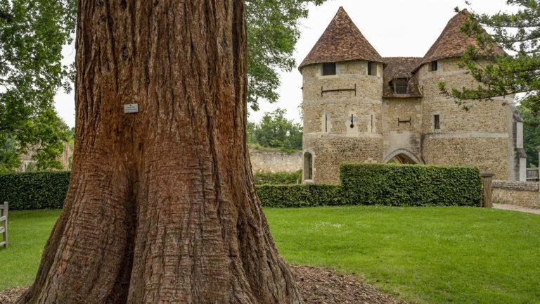 Château d’Harcourt: Was für Bäume!