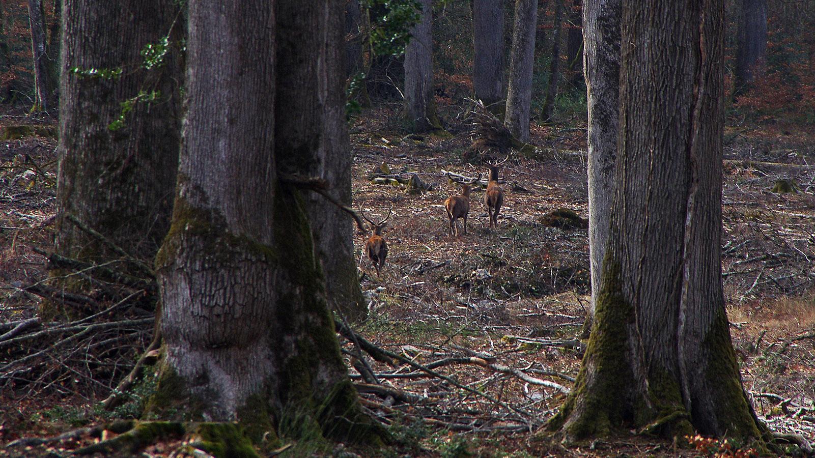 Im Forêt de Tronçais lässt sich Wild hautnah beobachten. Foto: Martina Pohl-Elser