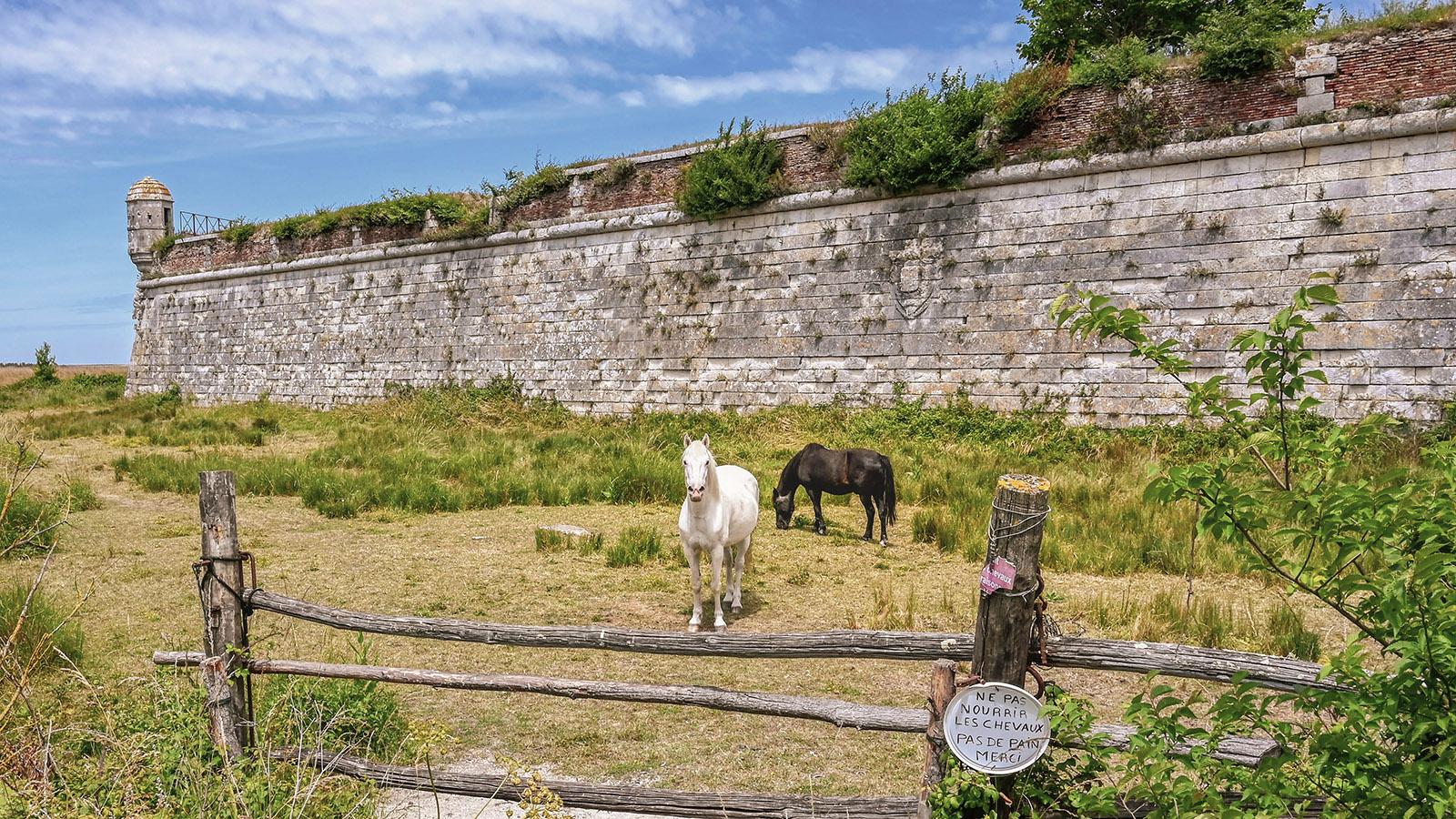 Im Schatten der Zitadelle von Brouage grasen Pferde. Foto: Hilke Maunder