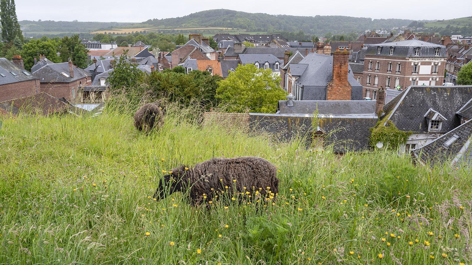 Auf dem einstigen Burgwall grasen heute Schafe. Foto: Hilke Maunder