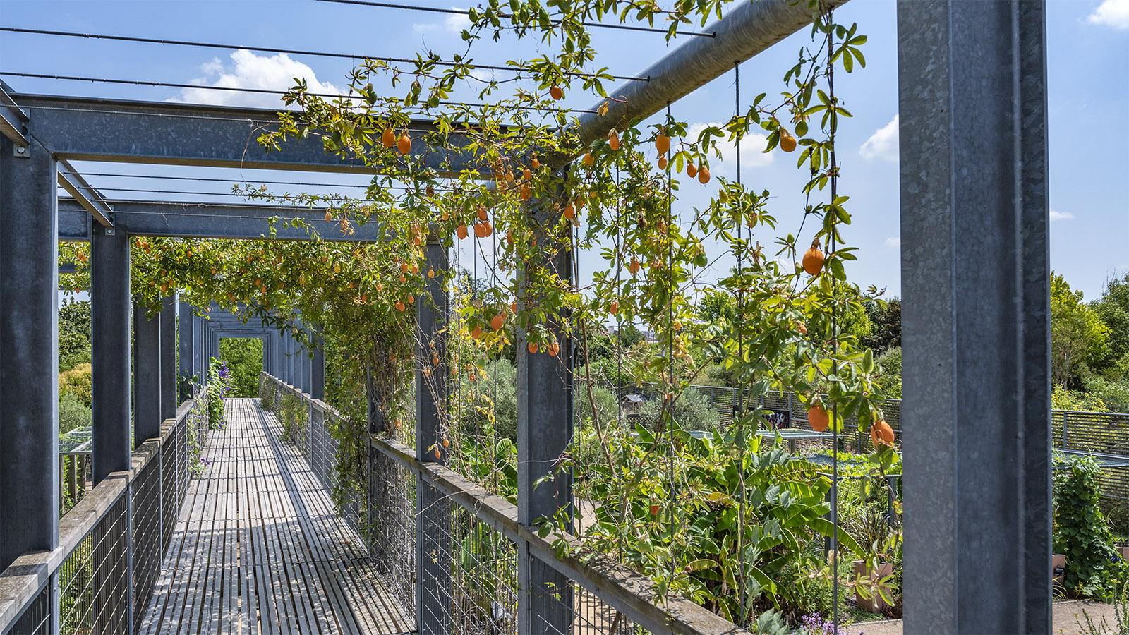 Diese Passage eröffnet weite Bllicke auf die Jardins du Muséum - und ist mit Passionsfrucht behangen. Foto: Hilke Maunder