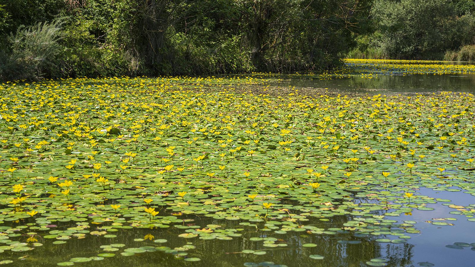 Im Sommer blühen Seerosen auf dem Teich des <em>Parc de la Maourine</em>. Foto: Hilke Maunder