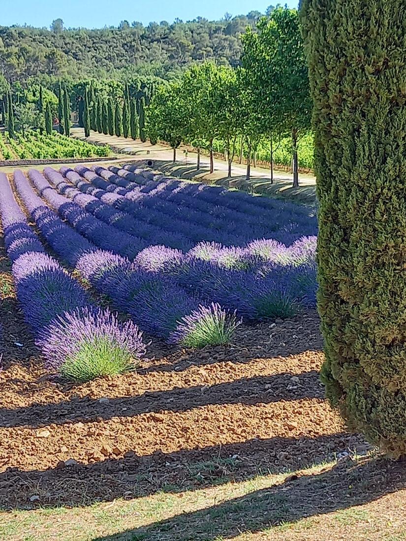 Der Lavendel blüht. Foto: Claudia Dahl