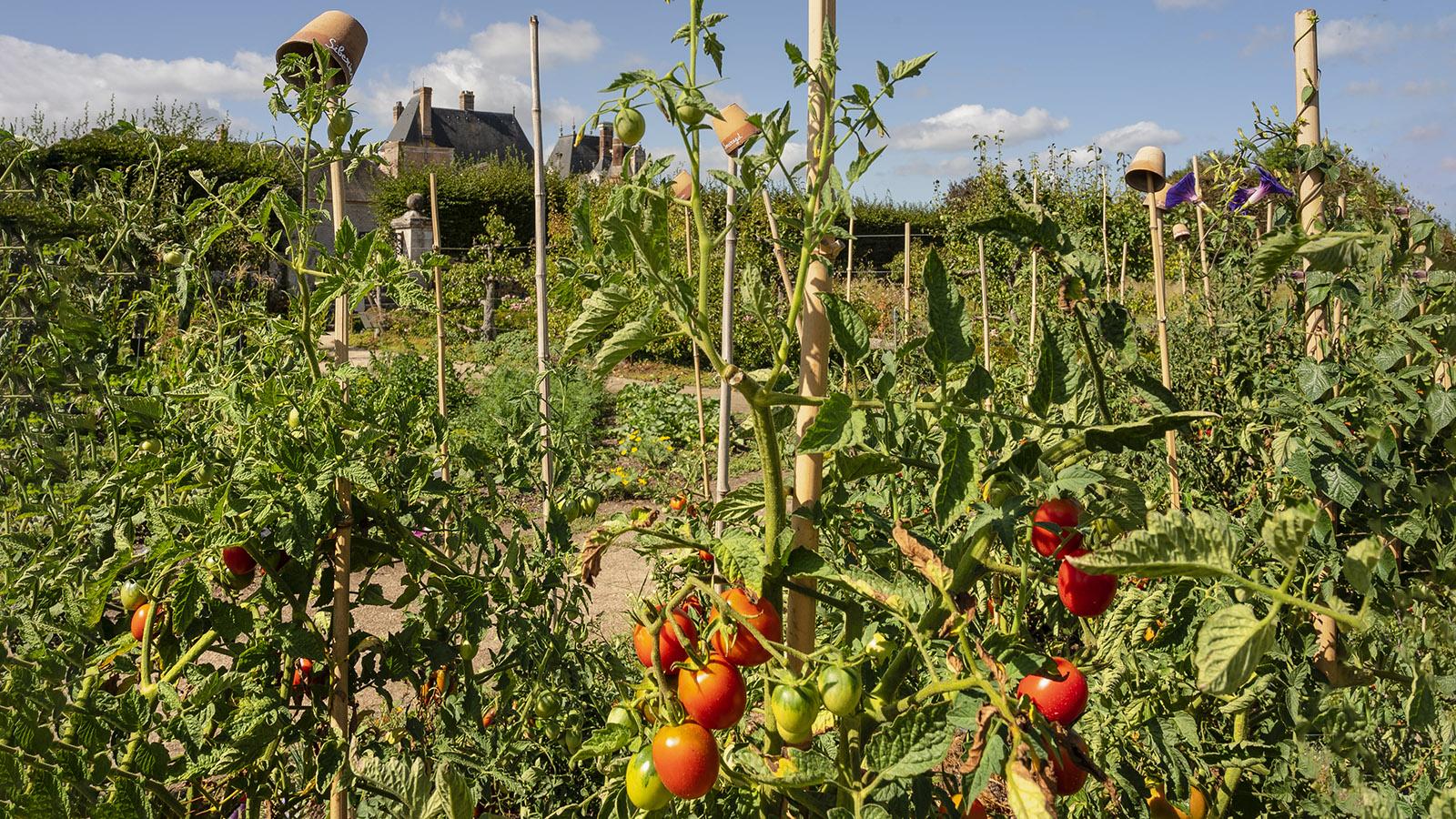 Toll: die Tomatenvielfalt in allen Farben. Foto: Hilke Maunder