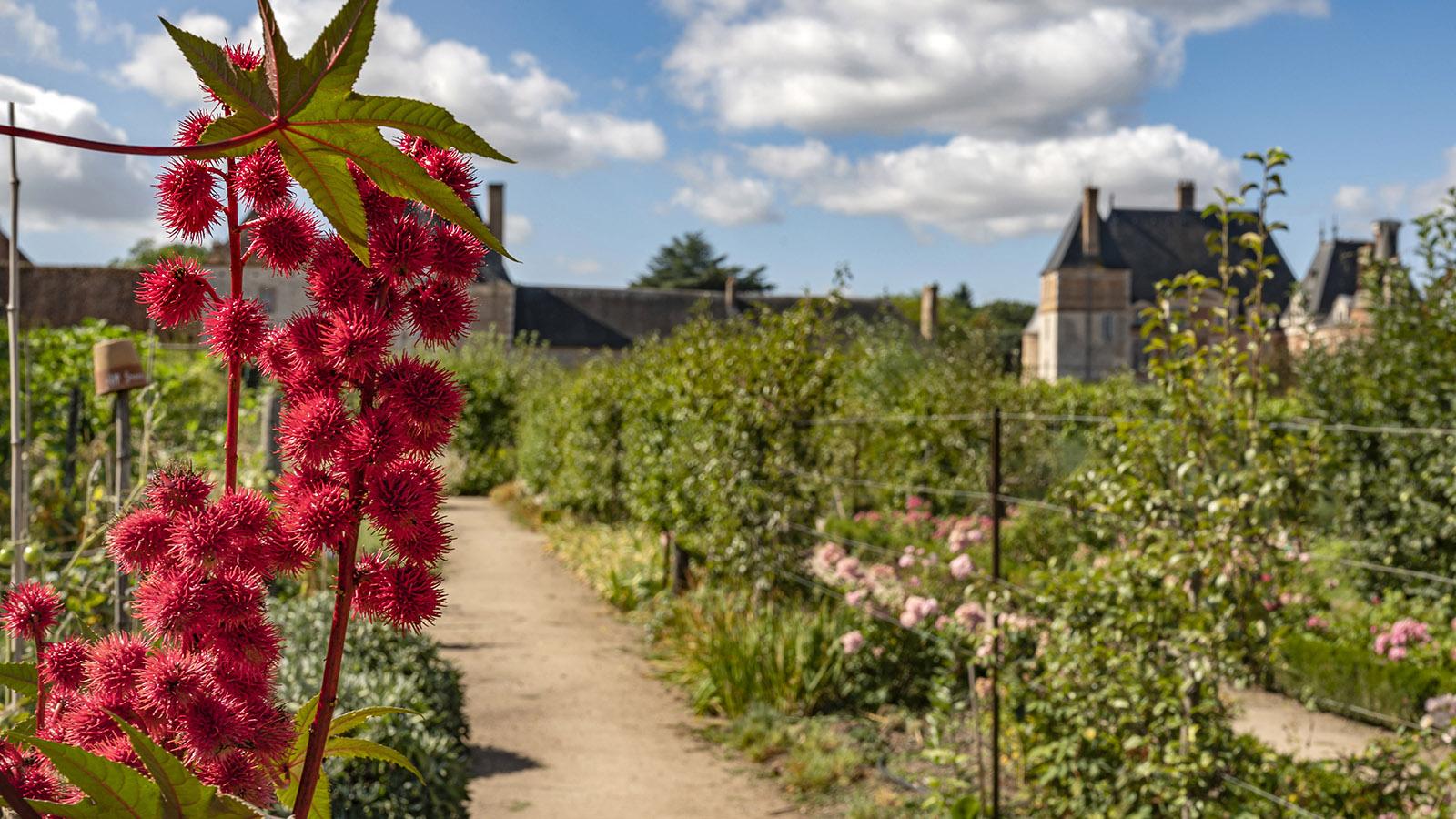 Auch Rizinus wächst im Garten des Château de la Bussière.. Foto: Hilke Maunder