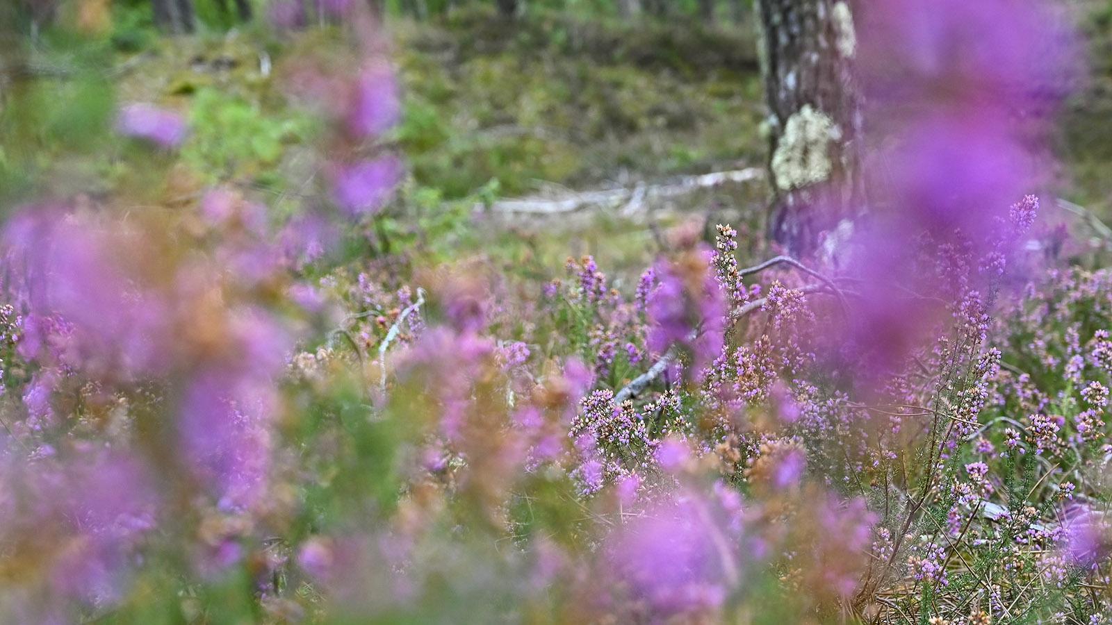 Blumen-Reich: das Unterholz der Forêt des Landes. Foto: Hilke Maunder