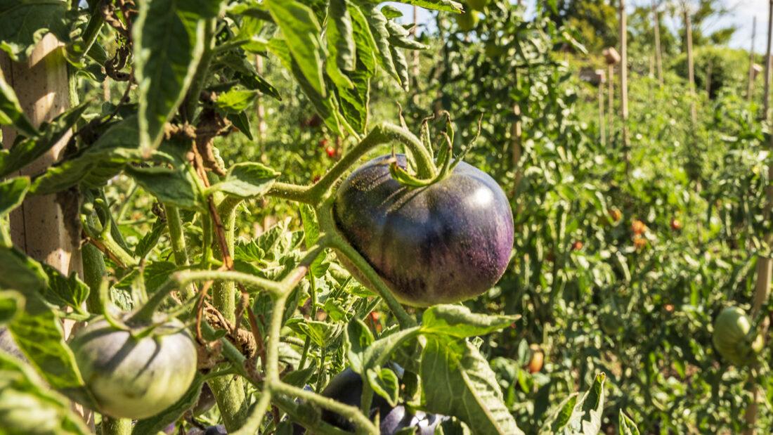 Tomatentraum in Lila. Foto: Hilke Maunder