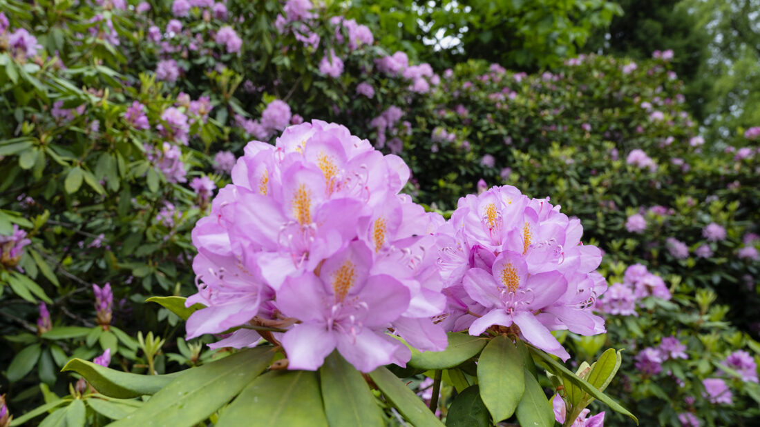 Im Sommer blühen die Rhododendren im Arboretum von Schloss Harcourt. Foto: Hilke Maunder