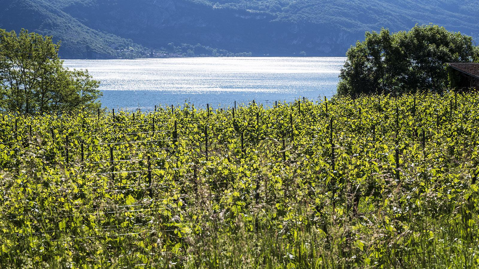 Die Weingärten der Abtei Hautecombe am Lac du Bourget. Foto: Hilke Maunder