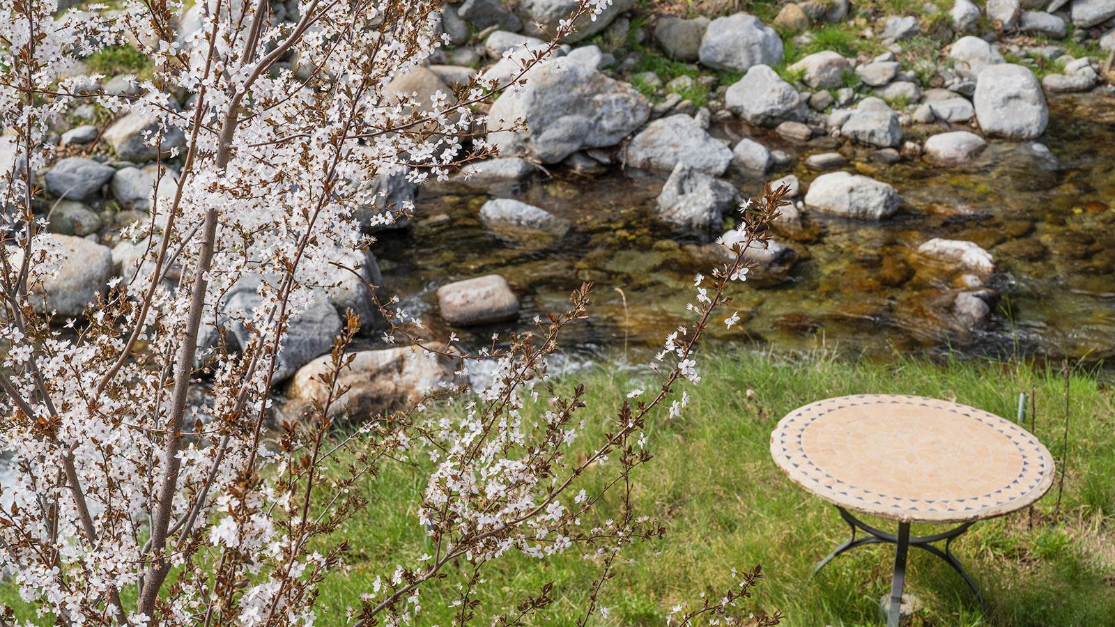 Frühlings-Stillleben an der Ribera de Mentet. Foto: Hilke Maunder