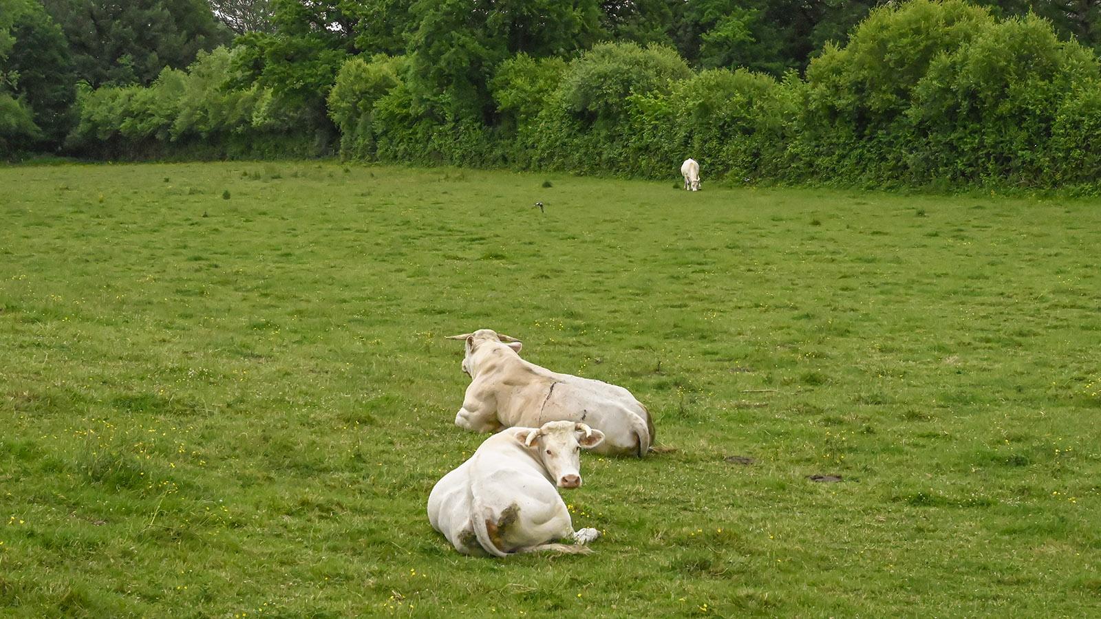 Immer wieder grasen unterwegs Rinder auf saftig grünen Weiden. Foto: Hilke Maunder