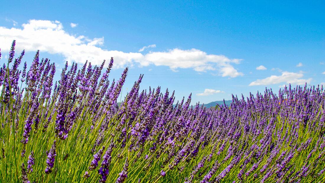 Lavendelfeld in der Drôme. Foto: Hilke Maunder