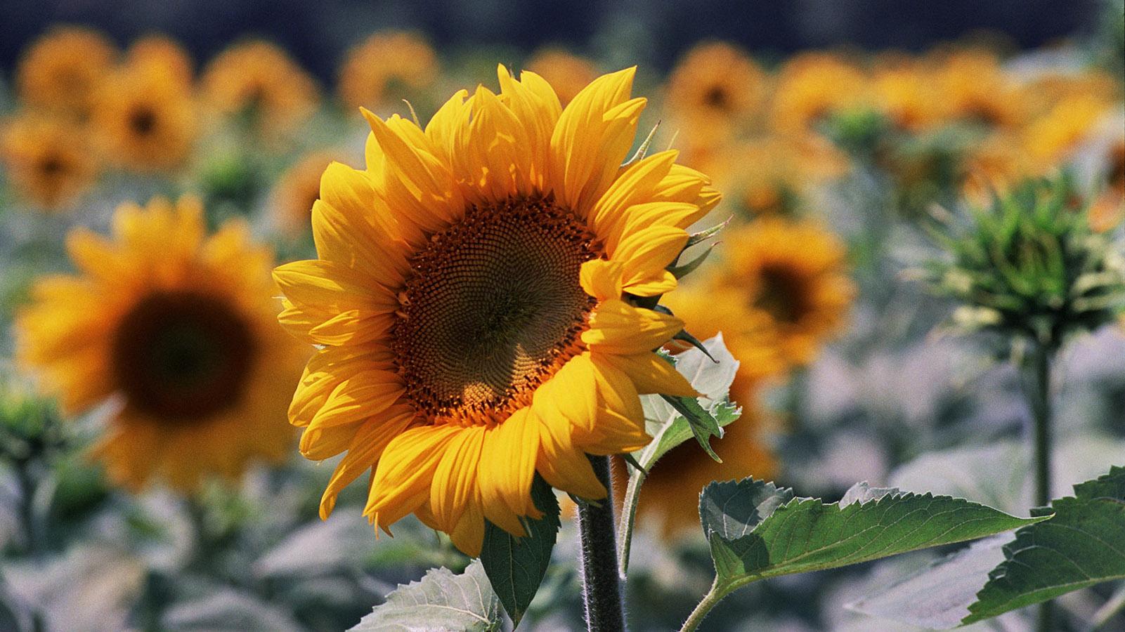 Im Sommer blühen rings um Fanjeaux Sonneblumen auf riesigen Feldern. 