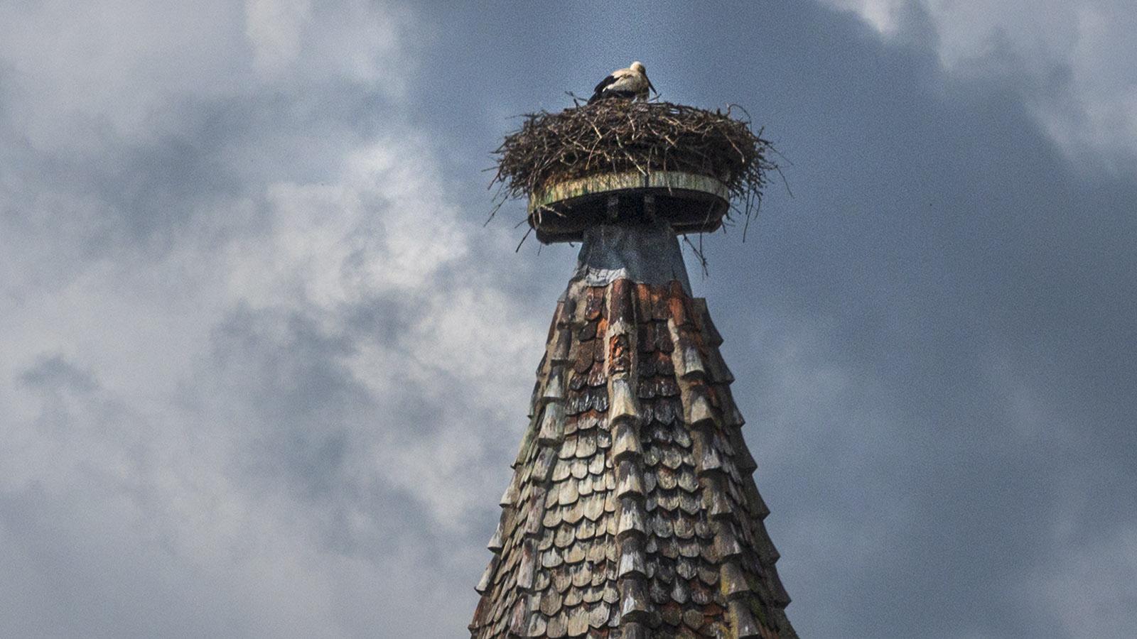 Symbolvogel des Elsass: der Storch. Foto: Hilke Maunder