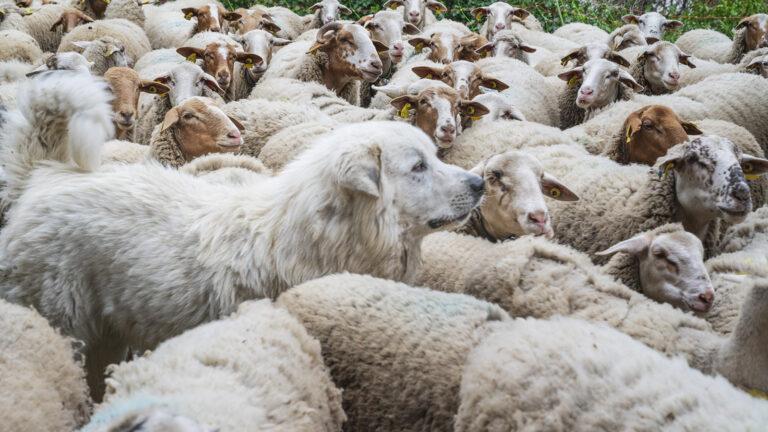 Transhumanz: Schaf & Rind auf Wanderschaft