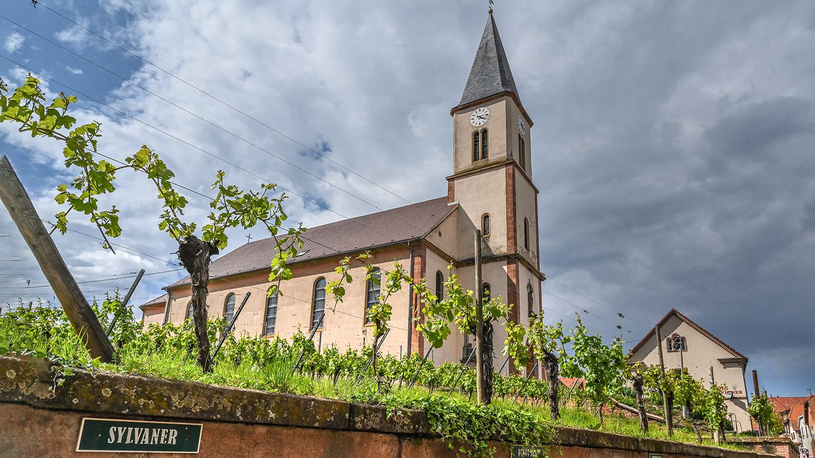 Die Kirche von Nothalten mit ihrem Weinstock-Lehrgarten. Foto: Hilke Maunder