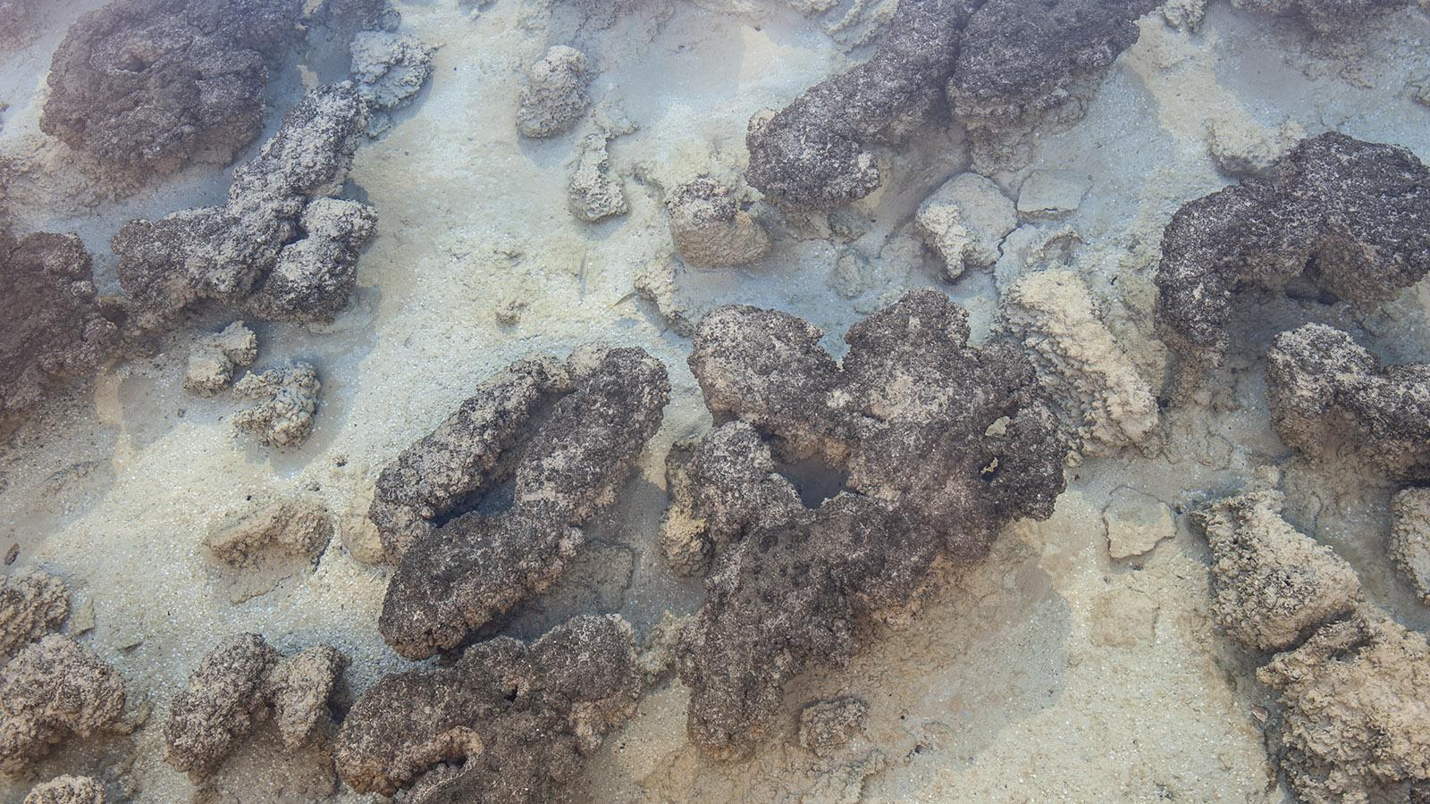 Die Stromatolithen der Hamelin Bay. Foto: Hilke Maunder
