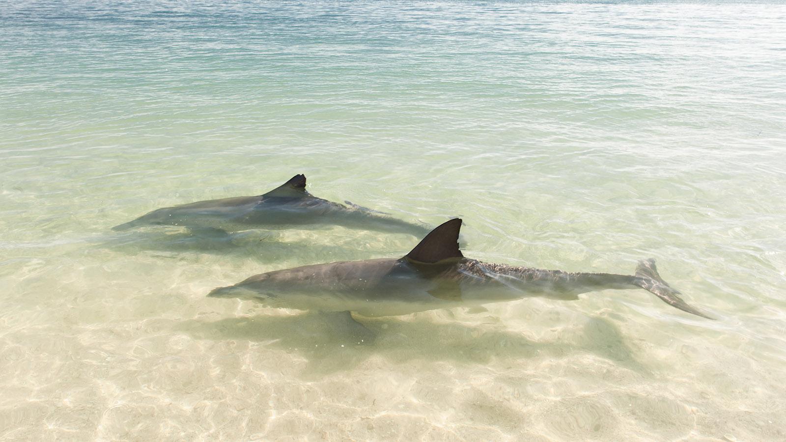 Im Nationalpark kommen die Bottlenose-Delfine ganz dicht an den Strand. Foto: Hilke Maunder