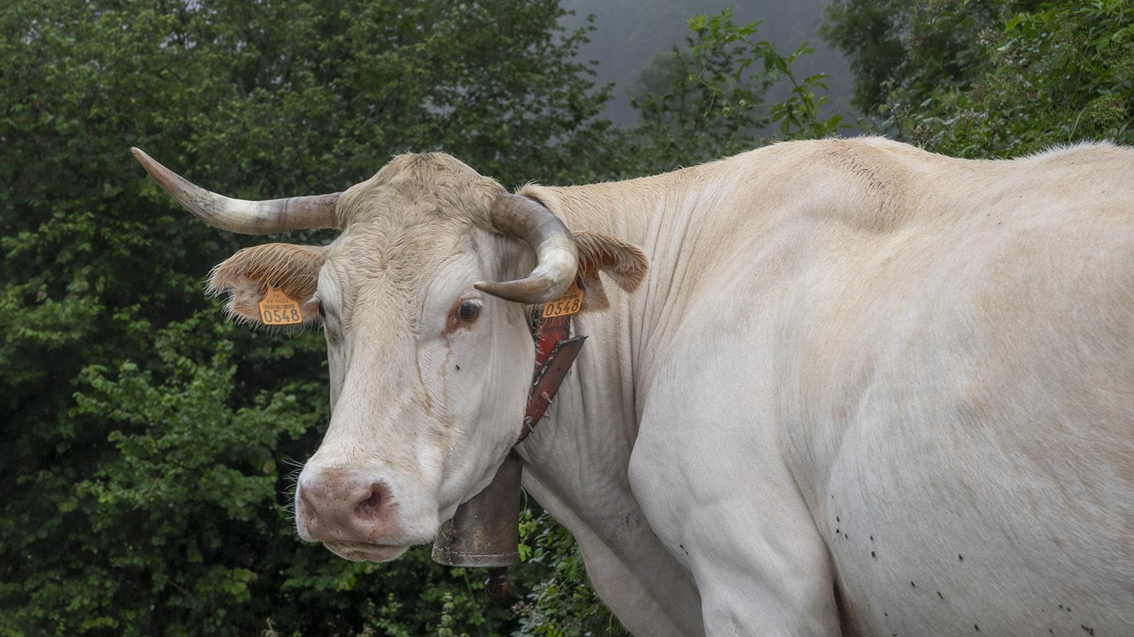 Die Kühe in den Pyrenäen tragen ihre Glocken an hölzernen Rahmen, die meist tradtionell verziert sind. Foto: Hilke Maundern
