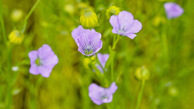 Der Flachs blüht und lässt das Pays de Caux in zartem Blaulila leuchten. Foto: Hilke Maunder