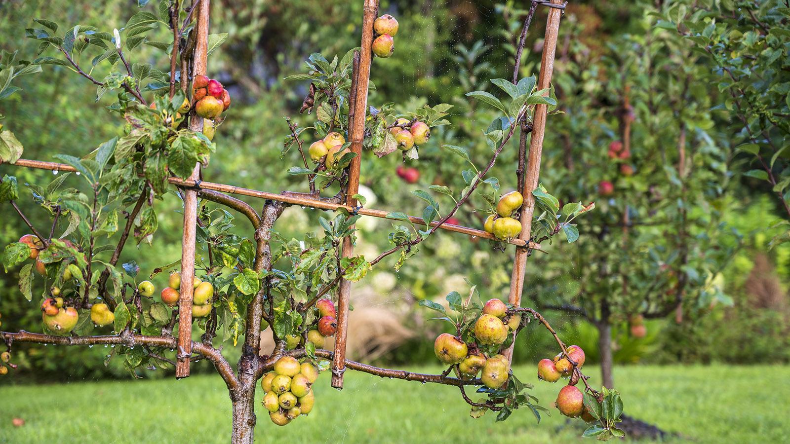 Niedrigstamm-Apfelbaum – oft werden sie zum Spalier geformt. Foto: Hilke Maunder