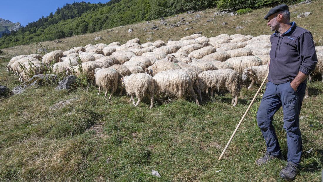 Haut-Ossau: Der Schäfer Régis Carrère mit seiner Herde im Hochtal von Ossau. Foto: Hilke Maunder