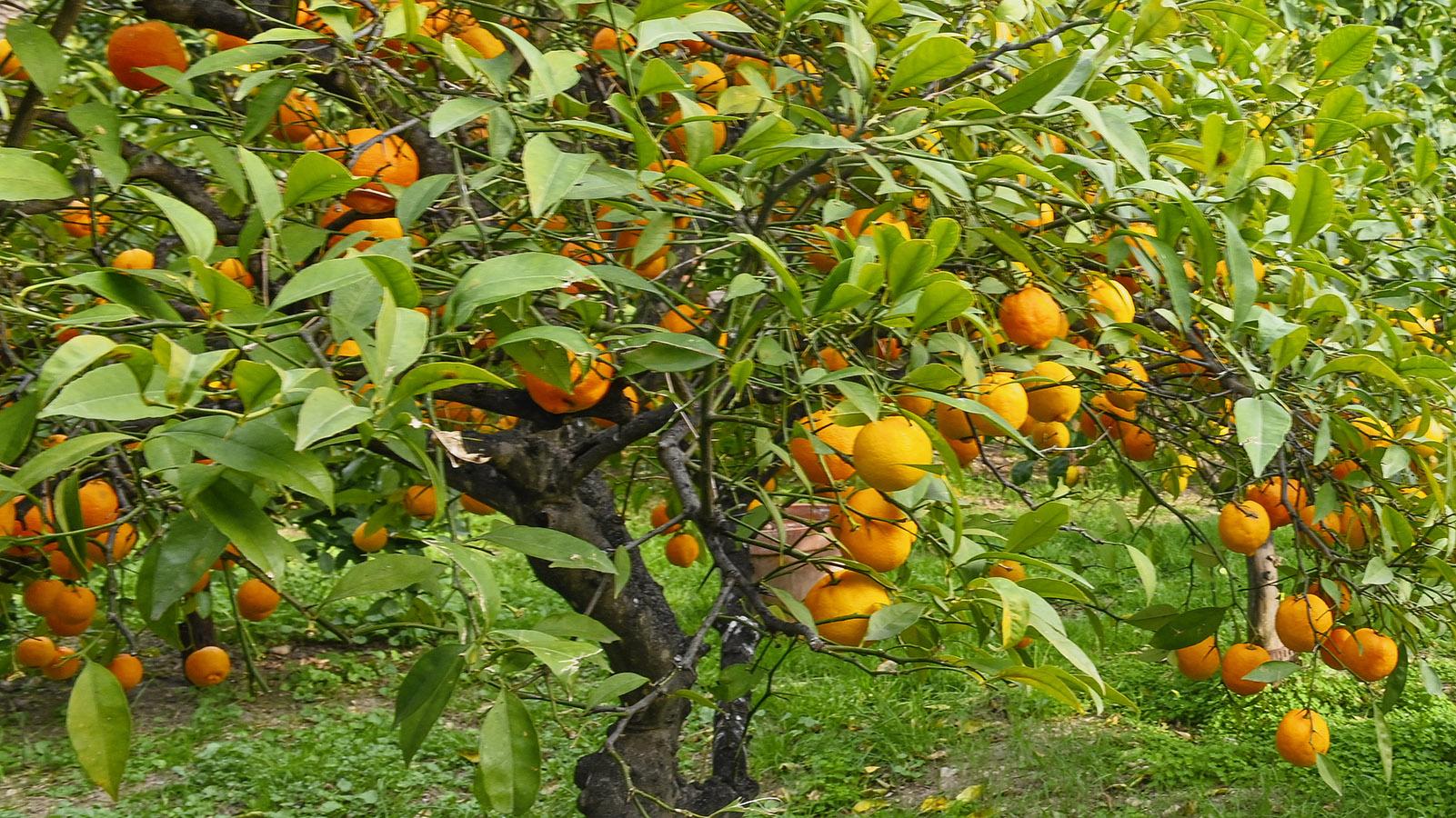 Orangen, dicht an dicht, birgt die Orangeraie. Foto: Hilke Maunder