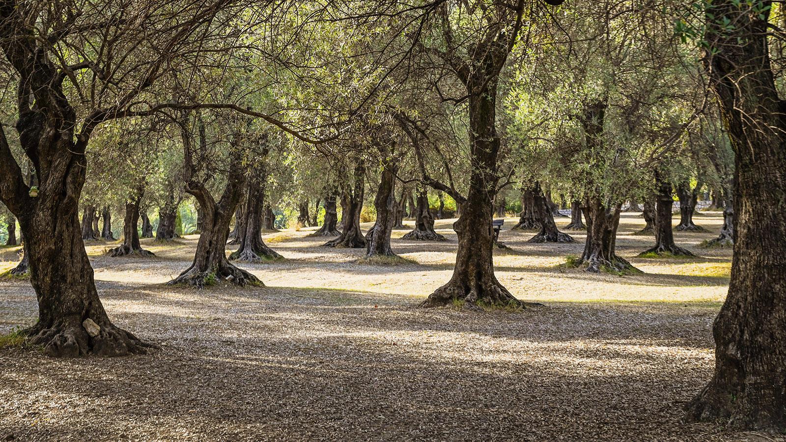 Das Reich der Olivenbäume unter den Gärten von Menton: der Parc du Pian. Foto: Hilke Maunder