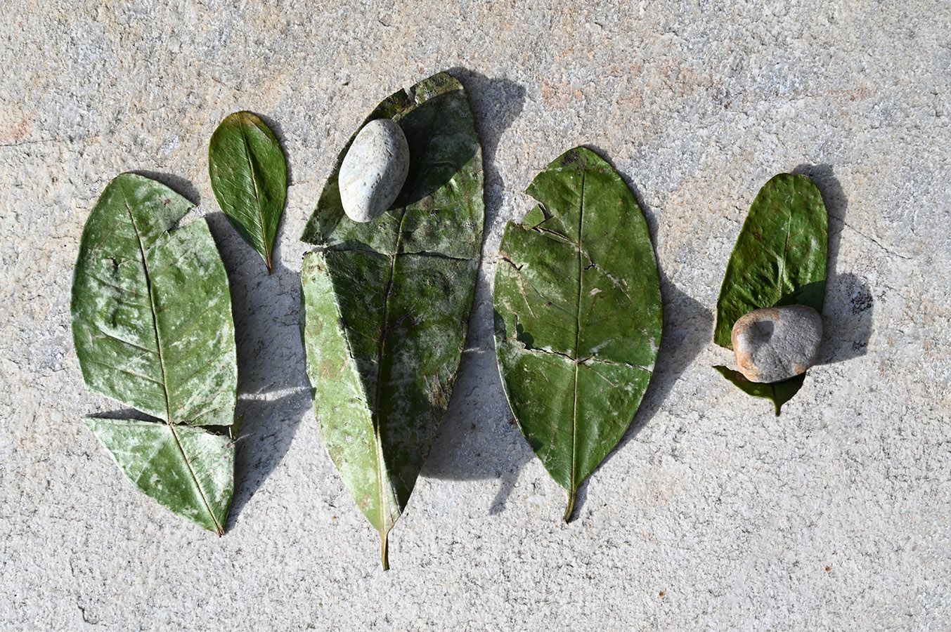 Die Blätter von quatre-épices. Foto: Hilke Maunder