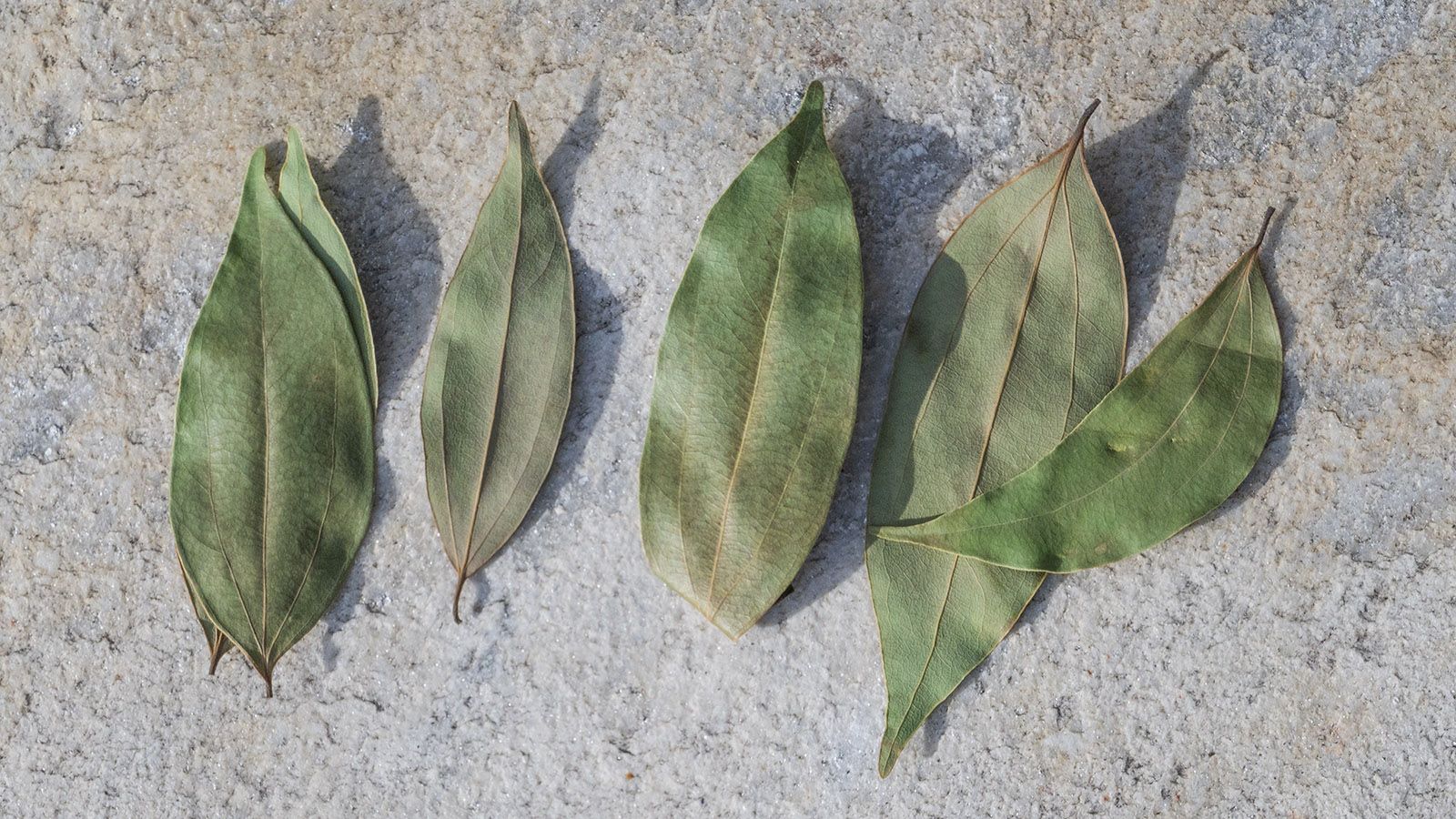 Die Blätter des Zimt-Baumes. Foto: Hilke Maunder