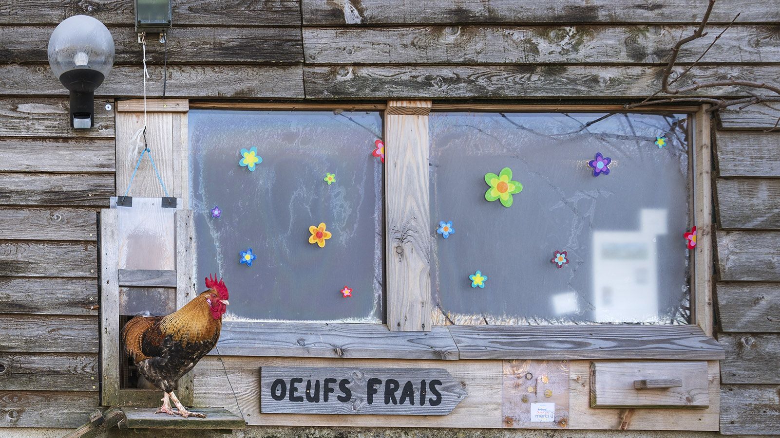 Nach den Hennen verlässt der Hahn das Nachtlager im Hühnerstall. Foto: Hilke Maunder