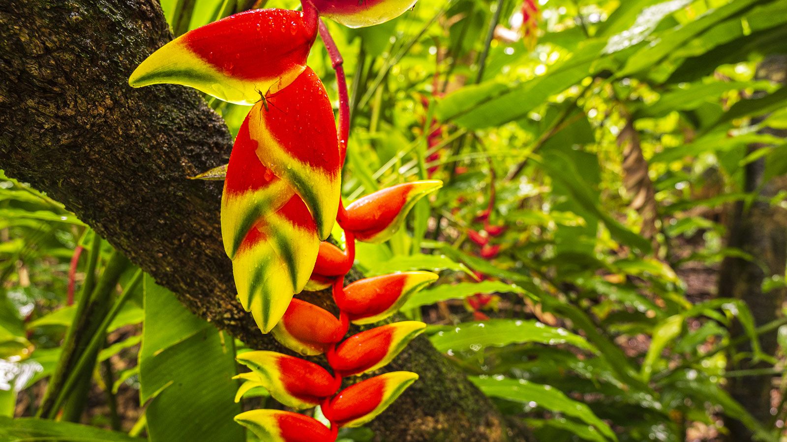 Unzählige Heliconia-Arten wachsen wild auf der Insel – und in den Gärten. Foto: Hilke Maunder