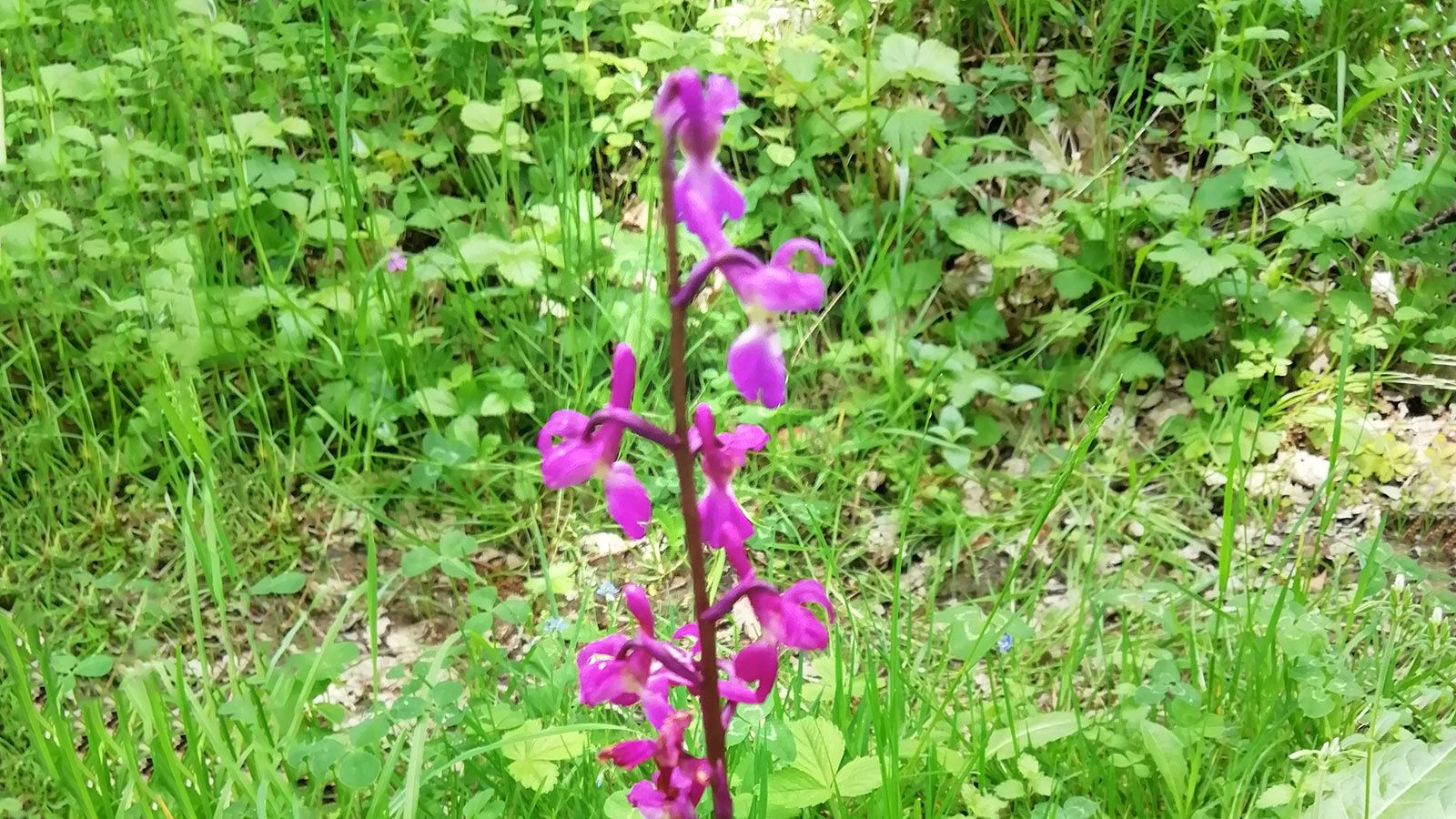 Orchidee im Wald.  Naturpark Nord-Ost der Charente. Foto: Christine Krüger-Fore