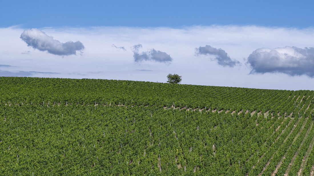 Wein-Monokultur an der Côte Mâconnais von Burgund. Foto: Hilke Maunder