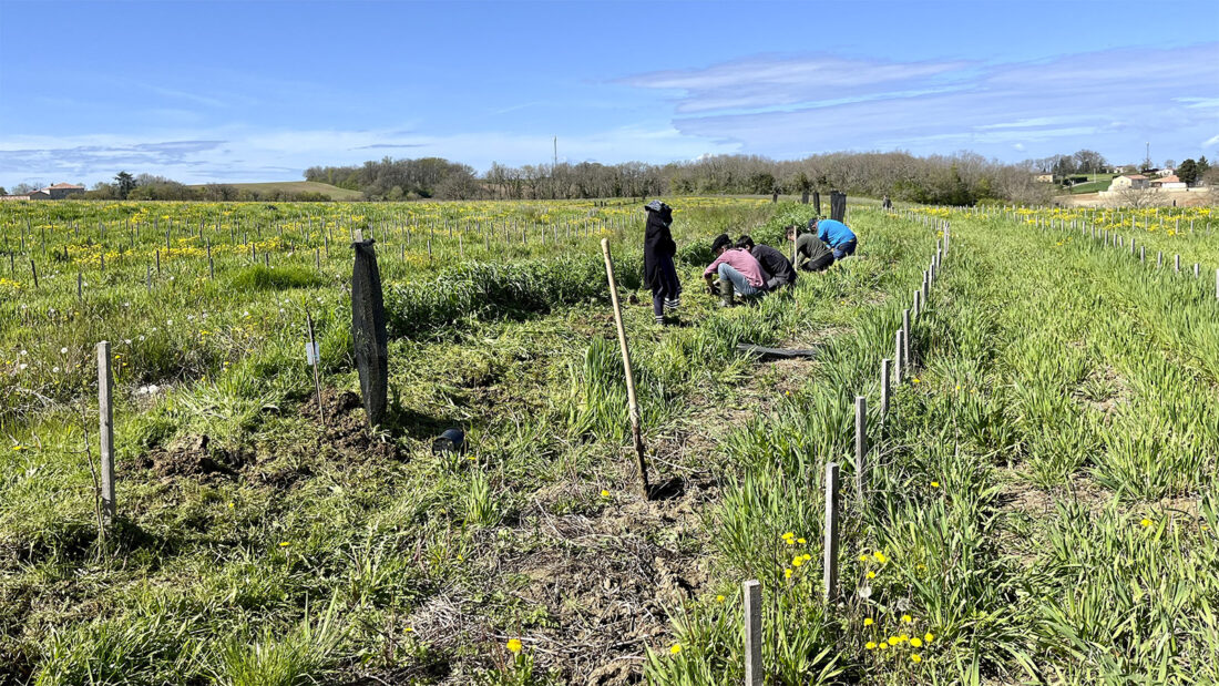 Mitte April pflanzten Jean und seine Helfer Dutzende junge Bäume im bunten Mix in den Weinberg. Foto: Hilke Maunder