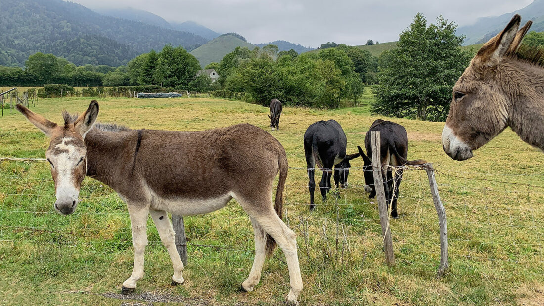 Am Plateau du Bénou begegnen euch mit etwas Glück beim Col de Marie-Blanque diese Esel der nahen Farm. Foto: Hilke Maunder