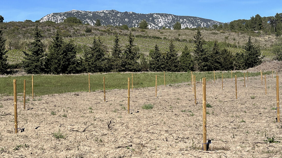 Aus Kostengründen wurden noch sehr kleine Pistazien-Bäume gepflanzt. In sieben Jahren ist die erste Ernte möglich. Foto: Hilke Maunder