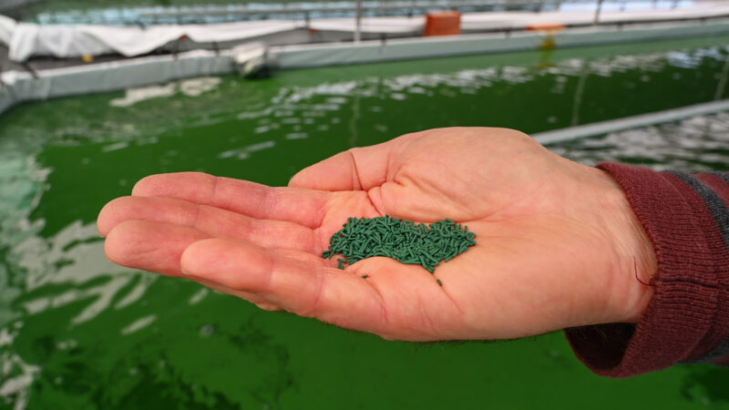 Die Spirulina-Alge: das fertige Produkt. Foto: Hilke Maunder
