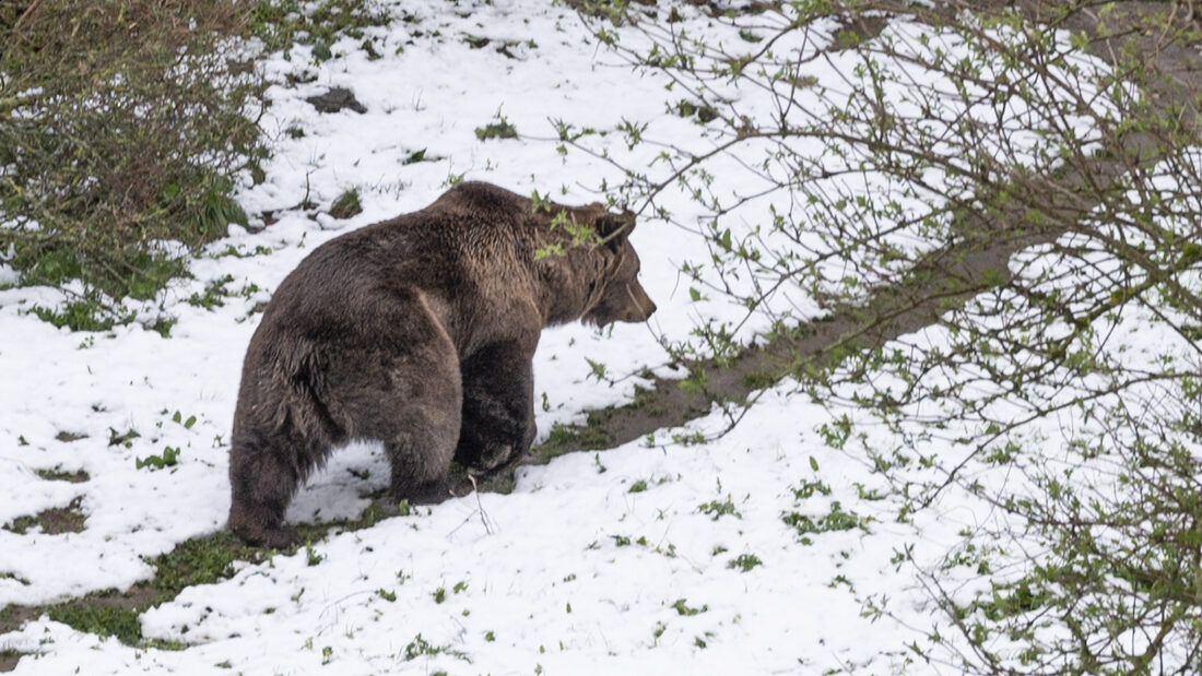 Im Bärenpark von Borce leben derzeit zwei Bären – und eine Vielzahl weiterer einheimischer Tiere, die dort aufgepäppelt und gepflegt werden. Foto: Hilke Maunder