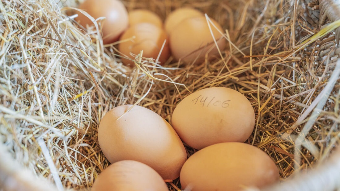Frisch von freilaufenden Hühnern: die Eier im Hofladen des Château de Sully. Foto: Hilke Maunder
