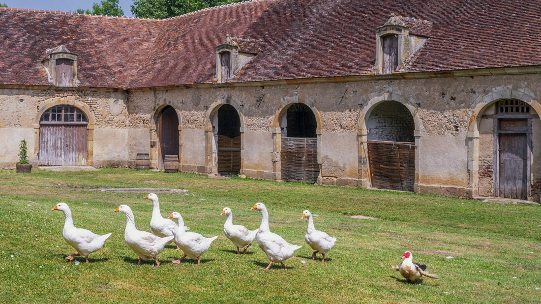 Das Federvieh der basse cour des Château de Sully. Foto: Hilke Maunder