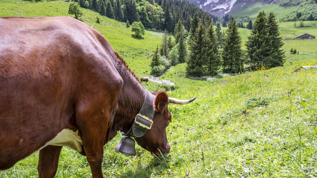 Gelebte Transhumanz: Im Sommer weiden die Kühen auf den Almen des Col de la Colombière. Foto: Hilke Maunder