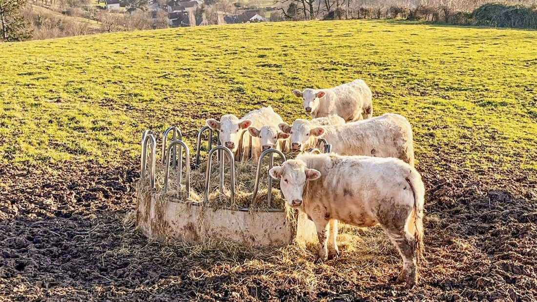 Charolais-Rinder auf der Weide. Foto: Hilke Maunder