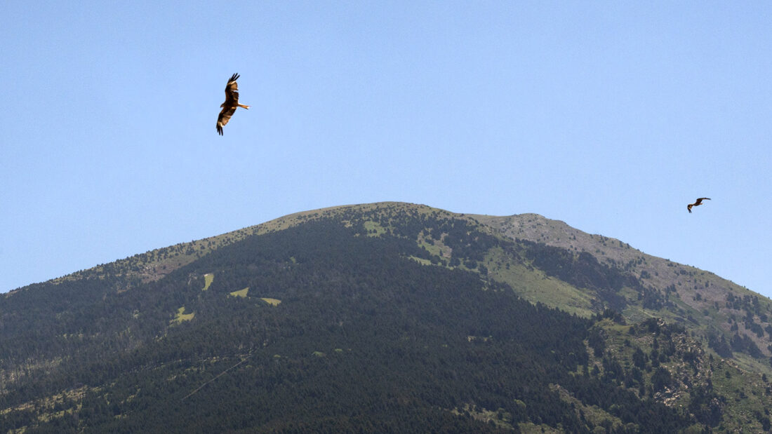 Hoch am Himmel von Eynet kreisen Schwarzmilan und jagen über den Kornfeldern. Foto: Hilke Maunder