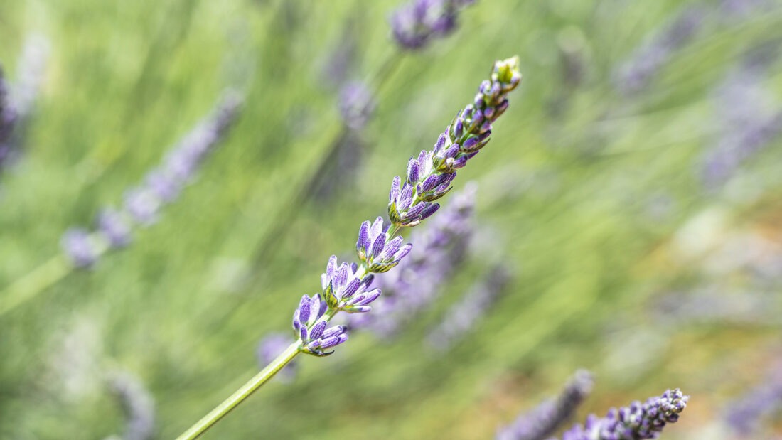 Echter Lavendel hat nur eine Rispe. Foto: Hilke Maunder