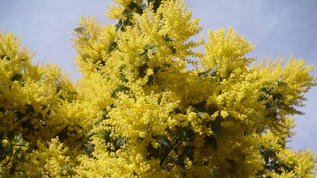 Im Februar blühen die Mimosen auf Oléron. Foto: Georg ?