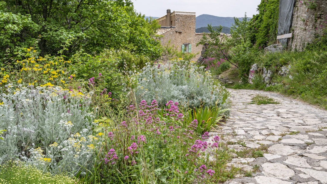 Der Blick über die Blüten und Blumen der Hügelspitze zur Burg. Foto: Hilke Maundere