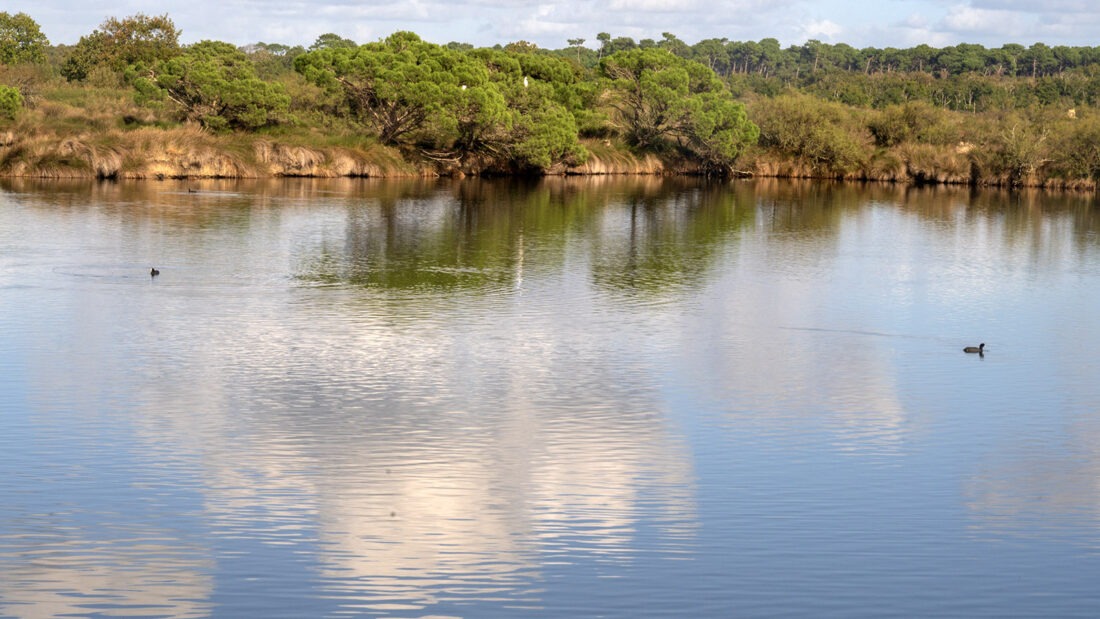 Unterwegs in der amphibischen Landschaft des Domaine Certes et Aveyron. Foto: Hilke Maunder